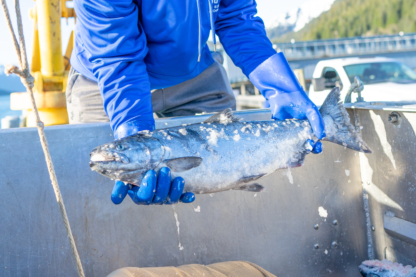 Copper River King Salmon
