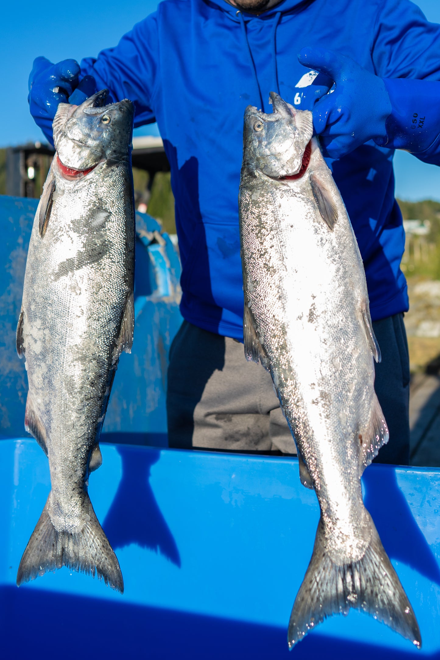 Copper River King Salmon