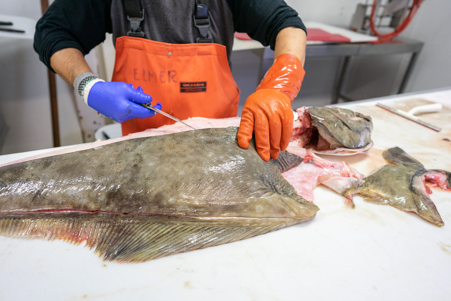 Halibut