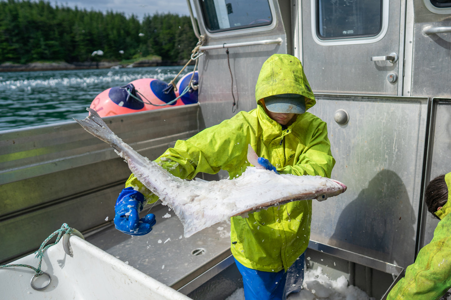 Halibut