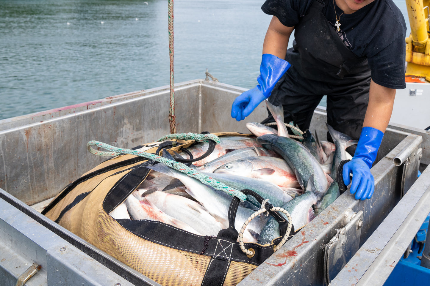 Copper River Sockeye Salmon